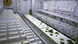 rapidly growing plants