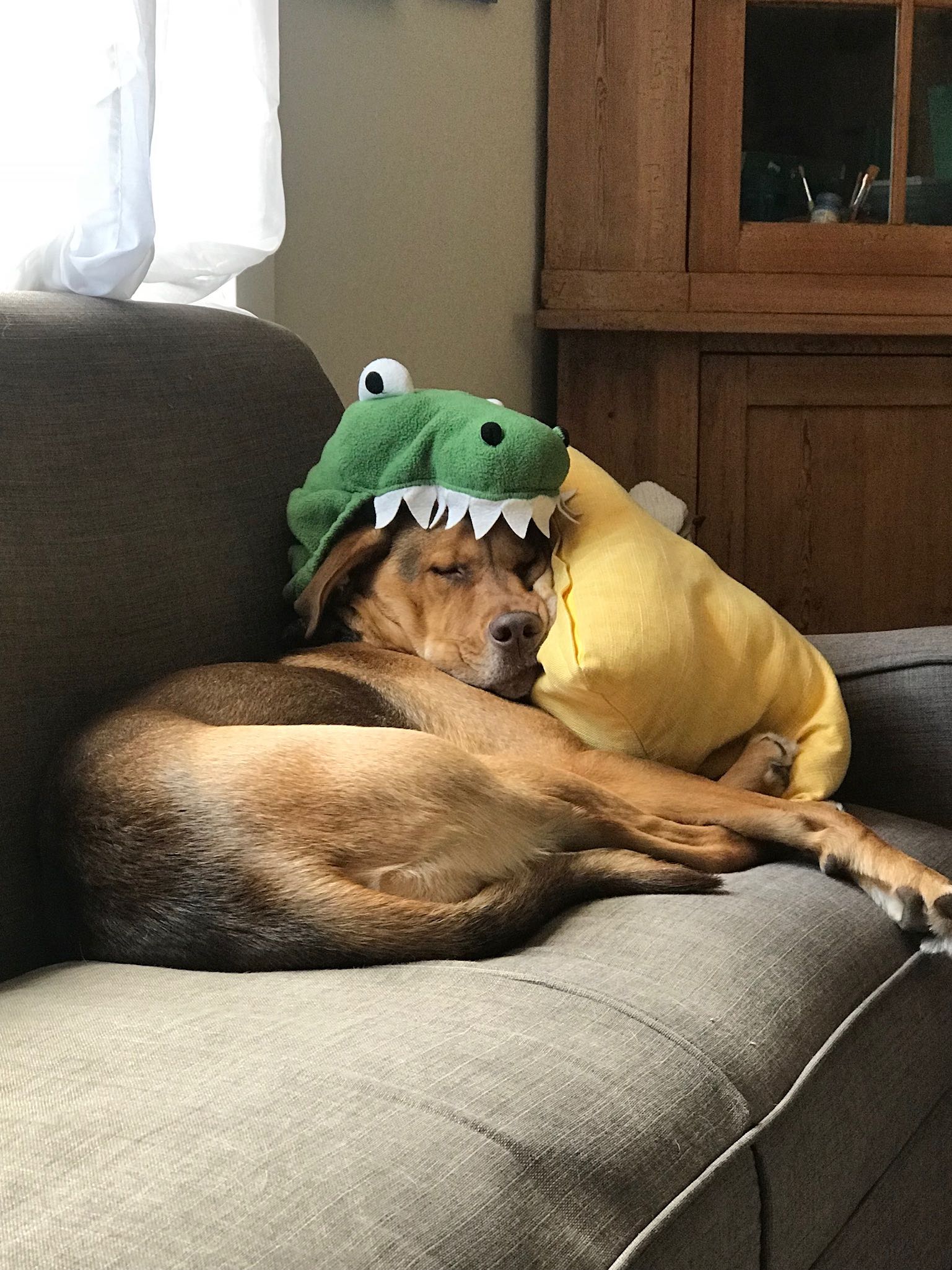 cute pupper wearing crocodile hoodie